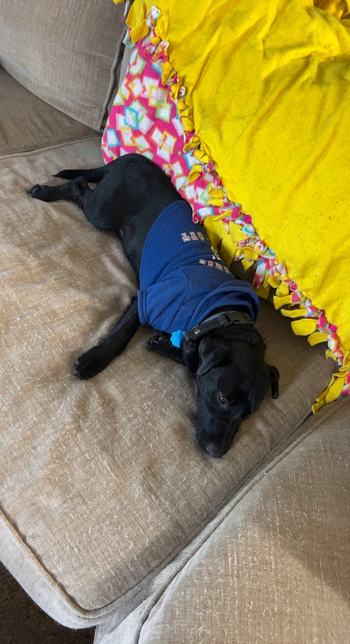 Sushi is registered to the contest to win money with this photo: canidae, carnivore, comfort, companion_dog, dog, dog_breed, dog_clothes, dog_supply, electric_blue, fawn, flooring, mammal, pet_supply, snout, sporting_group, tail, tints_and_shades, toy_dog, vertebrate, working_animal