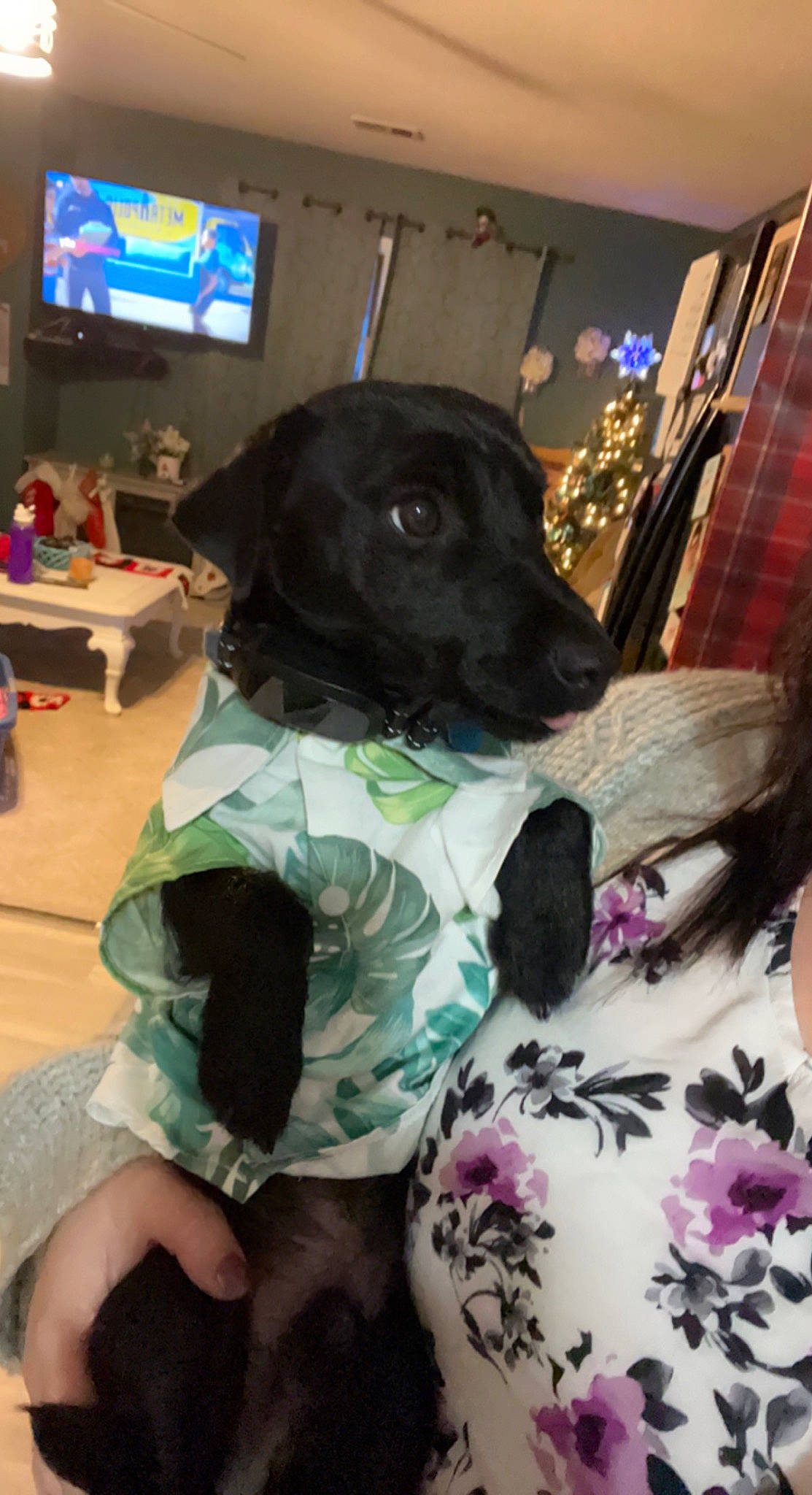 Sushi is registered to the contest to win money with this photo: canidae, carnivore, chair, comfort, companion_dog, couch, dog, dog_breed, fawn, flooring, fun, fur, guard_dog, human_leg, led_backlit_lcd_display, personal_protective_equipment, room, sitting, sporting_group, television