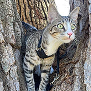 Kai is registered to the contest to win money with this photo: adventure, animal, cat, green_eyes, harness, leash, nature, outdoors, paws, pet, pink_nose, portrait, standing, striped_fur, tabby_cat, tree, tree_trunk, vertical_photo, whiskers, woodland