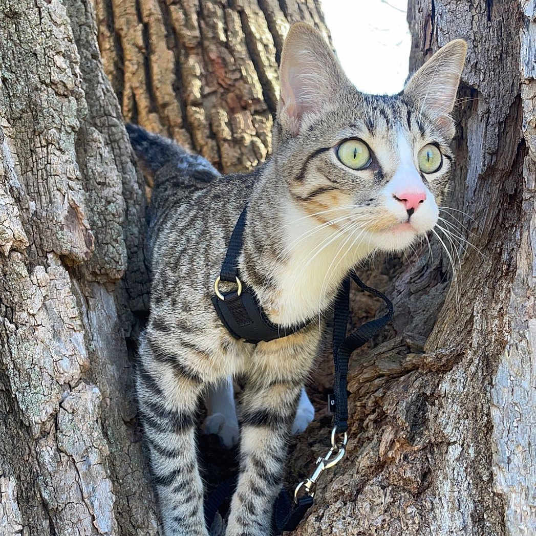 Kai is registered to the contest to win money with this photo: adventure, animal, cat, green_eyes, harness, leash, nature, outdoors, paws, pet, pink_nose, portrait, standing, striped_fur, tabby_cat, tree, tree_trunk, vertical_photo, whiskers, woodland