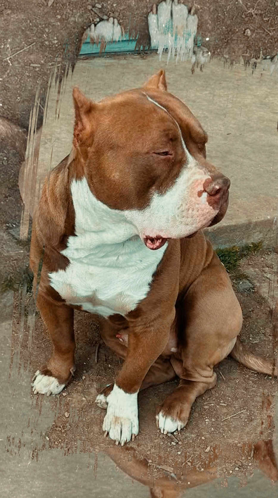 Kash
