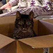 Kroger is registered to the contest to win money with this photo: cat, tabby_cat, pet, animal, box, cardboard, indoors, blanket, bed, home, portrait, closeup, green_eyes, whiskers, fur, sitting, looking_at_camera, cozy, household, funny