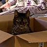 cat, tabby_cat, pet, animal, box, cardboard, indoors, blanket, bed, home, portrait, closeup, green_eyes, whiskers, fur, sitting, looking_at_camera, cozy, household, funny
