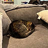 cat, dog, tabby_cat, sleeping, curled_up, pet, sofa, couch, blanket, pillows, living_room, indoor, home, bookshelf, books, wall_clock, relaxed, nap, furry, animal