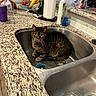 cat, tabby_cat, pet, animal, sink, kitchen, countertop, stainless_steel, indoors, sitting, lying_down, green_eyes, fur, striped_fur, whiskers, ears, plumbing, paper_towel, bananas, household_items