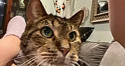 Kroger joined the competition — help win amazing prizes! cat, tabby_cat, pet, feline, closeup, portrait, whiskers, green_eyes, ears, fur, striped_fur, nose, indoor, living_room, couch, human_hand, being_held, mirror, home_decor, photography