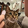 cat, tabby_cat, pet, feline, closeup, portrait, whiskers, green_eyes, ears, fur, striped_fur, nose, indoor, living_room, couch, human_hand, being_held, mirror, home_decor, photography