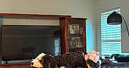 Maggie is registered to the contest to win money with this photo: dog, pet, canine, curly_coat, black_and_white, lying_down, sleeping, sofa, leather_couch, living_room, television, cabinet, window, blinds, floor_lamp, indoor, home, furniture, relaxed, costume