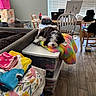 dog, black_and_white, curly_coat, fluffy, sleeping, resting, blanket, rainbow_blanket, indoor, living_room, dining_area, home, furniture, storage_bins, dog_crate, chair, table, laptop, window_blinds, hardwood_floor