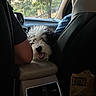 dog, curly_hair, white_fur, black_fur, happy, smiling, open_mouth, pet, car, backseat, vehicle, road_trip, passenger, driver, car_seat, dashboard, center_console, interior, trees, outdoors