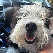 Maggie joined the competition — help win amazing prizes! dog, curly_fur, white_fur, fluffy, happy, smiling, open_mouth, close_up, nose, teeth, tongue, pet, animal, car, vehicle, dashboard, interior, passenger, portrait, road_trip