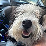 dog, curly_fur, white_fur, fluffy, happy, smiling, open_mouth, close_up, nose, teeth, tongue, pet, animal, car, vehicle, dashboard, interior, passenger, portrait, road_trip