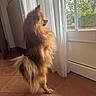Vita a rejoint le concours — aidez-le/la à gagner de superbes lots ! backyard, cozy, curtain, dog, fluffy, fur, garden, gaze, hind_legs, home, indoor, looking_out, natural_light, pet, pomeranian, profile, radiator, standing, tile_floor, window