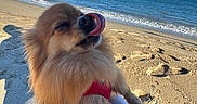 Vita a rejoint le concours — aidez-le/la à gagner de superbes lots ! beach, coastline, dog, footprints, fur, harness, human_leg, ocean, paw, pet, pomeranian, sand, shadow, shoreline, sitting, sky, sunlight, tongue_out, vacation, waves