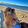 beach, coastline, dog, footprints, fur, harness, human_leg, ocean, paw, pet, pomeranian, sand, shadow, shoreline, sitting, sky, sunlight, tongue_out, vacation, waves