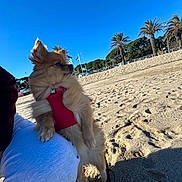 Vita participe au concours pour gagner de l'argent avec cette photo : beach, blue_sky, dog, ears, furry, leash, outdoor, palm_trees, paws, person_partial, pomeranian, portrait, red_harness, relaxed, sand, sand_texture, shadow, small_dog, sunny, vacation