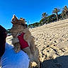 beach, blue_sky, dog, ears, furry, leash, outdoor, palm_trees, paws, person_partial, pomeranian, portrait, red_harness, relaxed, sand, sand_texture, shadow, small_dog, sunny, vacation