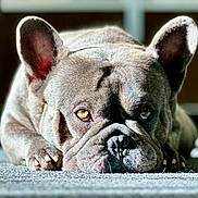 Garnet is registered to the contest to win money with this photo: dog, french_bulldog, pet, close_up, lying_down, carpet, portrait, animal, ears, face, fur, wrinkles, paw, relaxed, indoor, cute, pet_portrait, looking_at_camera, domestic_animal, canine