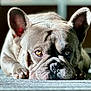 dog, french_bulldog, pet, close_up, lying_down, carpet, portrait, animal, ears, face, fur, wrinkles, paw, relaxed, indoor, cute, pet_portrait, looking_at_camera, domestic_animal, canine