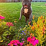 Minty is registered to the contest to win money with this photo: dog, french_bulldog, flower_garden, grass, greenery, wooden_fence, bicycle, pink_flowers, yellow_flowers, purple_flowers, sunlight, outdoor, pet, jumping, happy, playful, nature, summer, yard, close_up