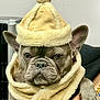 dog, french_bulldog, hat, scarf, pom_pom, pet, animal, portrait, indoors, cozy, costume, fur, ears, face, paw, hand, person, fashion, cute, winter