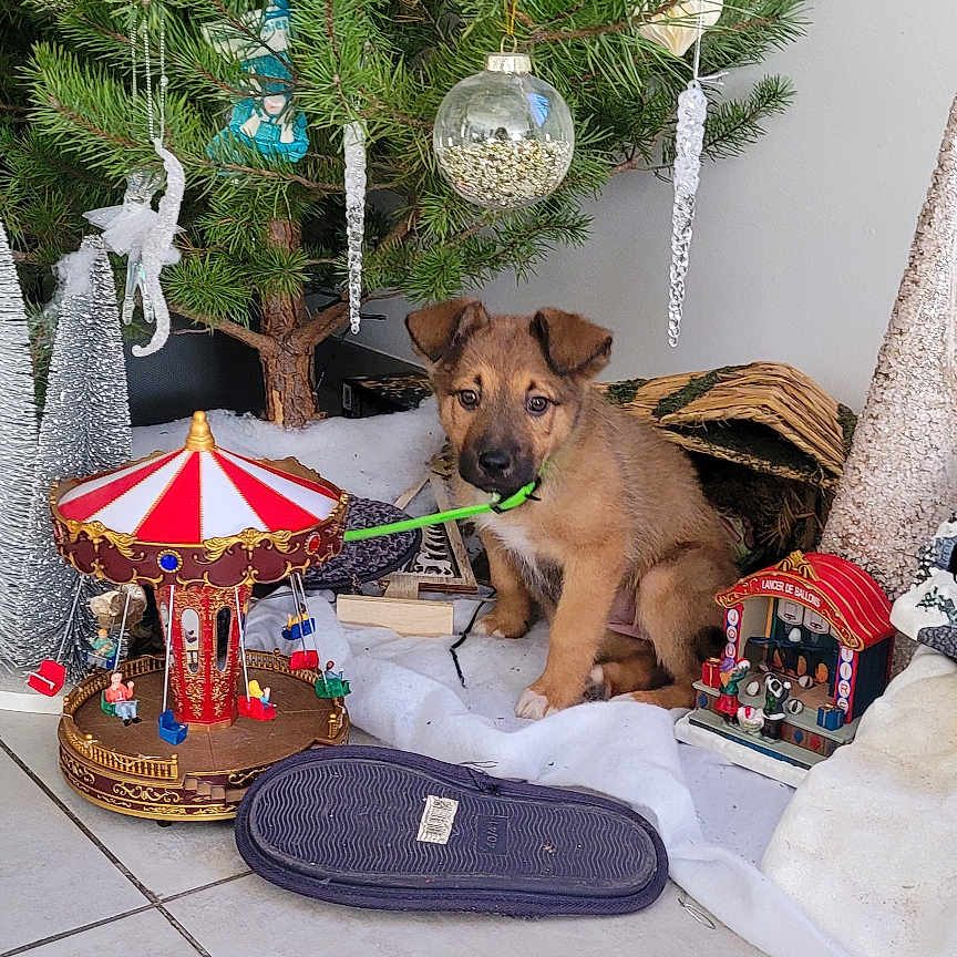 Praline a rejoint le concours — aidez-le/la à gagner de superbes lots ! accessories, animal, architecture, building, canine, clothing, conifer, dog, fir, footwear, furniture, indoors, livingroom, pet, plant, pottedplant, puppy, room, shoe, tree
