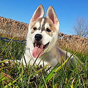 Grindelwald is registered to the contest to win money with this photo: puppy, dog, grass, tongue_out, outdoor, sunny, blue_sky, ears, happy, canine, nature, pet, leash, animal, smiling, fur, closeup, summer, playful, young
