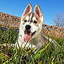 puppy, dog, grass, tongue_out, outdoor, sunny, blue_sky, ears, happy, canine, nature, pet, leash, animal, smiling, fur, closeup, summer, playful, young