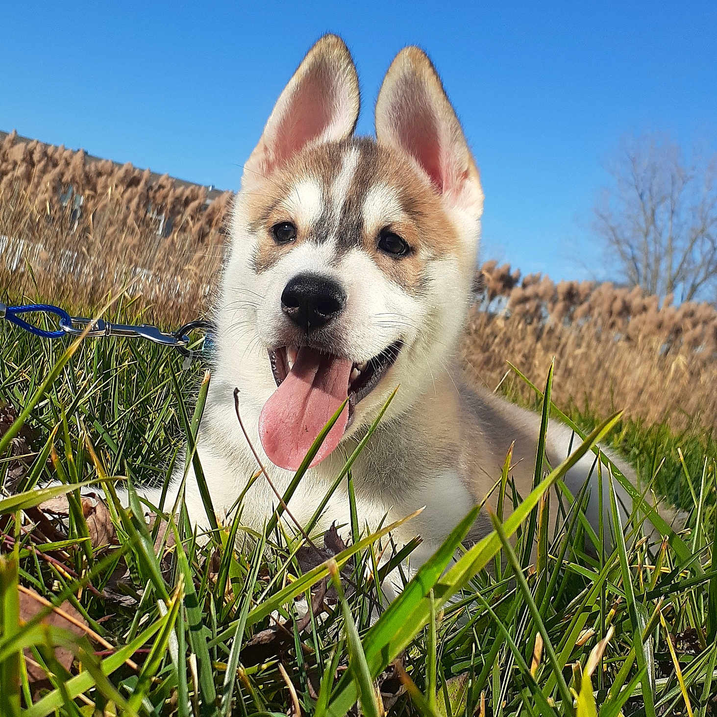 Grindelwald is registered to the contest to win money with this photo: animal, blue_sky, canine, closeup, dog, ears, fur, grass, happy, leash, nature, outdoor, pet, playful, puppy, smiling, summer, sunny, tongue_out, young