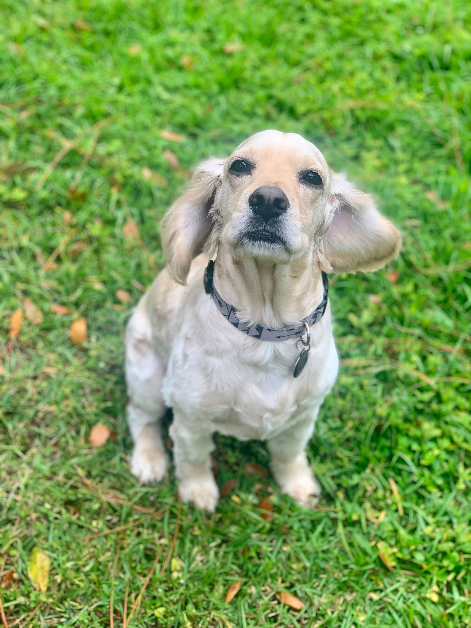 Maui is registered to the contest to win money with this photo: canidae, carnivore, collar, companion_dog, dog, dog_breed, dog_collar, dog_supply, fawn, grass, grassland, groundcover, gun_dog, plant, snout, sporting_group, tail, terrestrial_animal, whiskers, working_animal