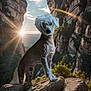 animal, canyon, cliff, cloud, dog, flare, fur, greenery, landscape, mountain, nature, outdoor, pet, plant, rock, scenery, sky, sun, sunlight, wildlife