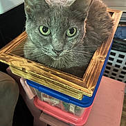 Sofia Marie is registered to the contest to win money with this photo: cat, gray_cat, wooden_box, plastic_containers, indoor, pet, animal, curious, feline, container, stacked, close_up, eyes, whiskers, ears, fur, domestic_animal, resting, looking, household