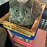 cat, gray_cat, wooden_box, plastic_containers, indoor, pet, animal, curious, feline, container, stacked, close_up, eyes, whiskers, ears, fur, domestic_animal, resting, looking, household