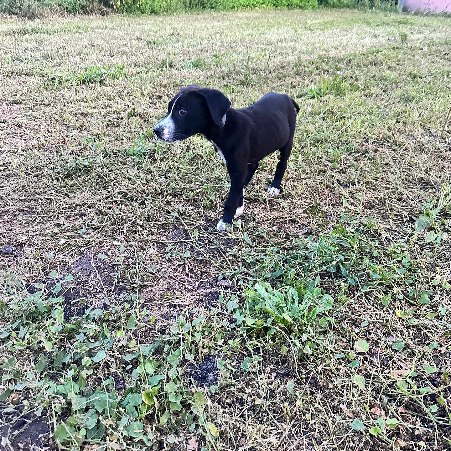 Darko participe au concours pour gagner de l'argent avec cette photo : animal, backyard, canine, dog, grass, green, grove, herbal, herbs, land, nature, outdoors, pet, plant, puppy, soil, tree, vegetation, woodland, yard