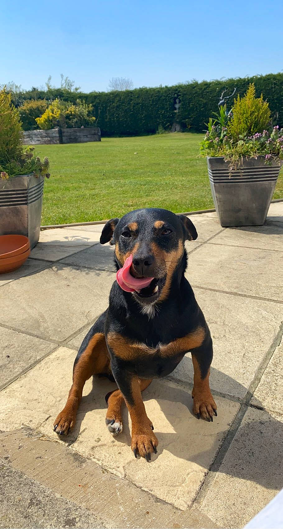 Dottie joined the competition — help win amazing prizes! asphalt, canidae, carnivore, collar, companion_dog, dog, dog_breed, fawn, flowerpot, grass, houseplant, landscape, plant, road_surface, rottweiler, sky, snout, sporting_group, tree, working_animal