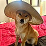dog, shiba_inu, hat, bed, red_quilt, indoor, pet, animal, canine, fur, looking_at_camera, sitting, cozy, natural_light, window, headwear, cute, brown_fur, black_nose, whiskers