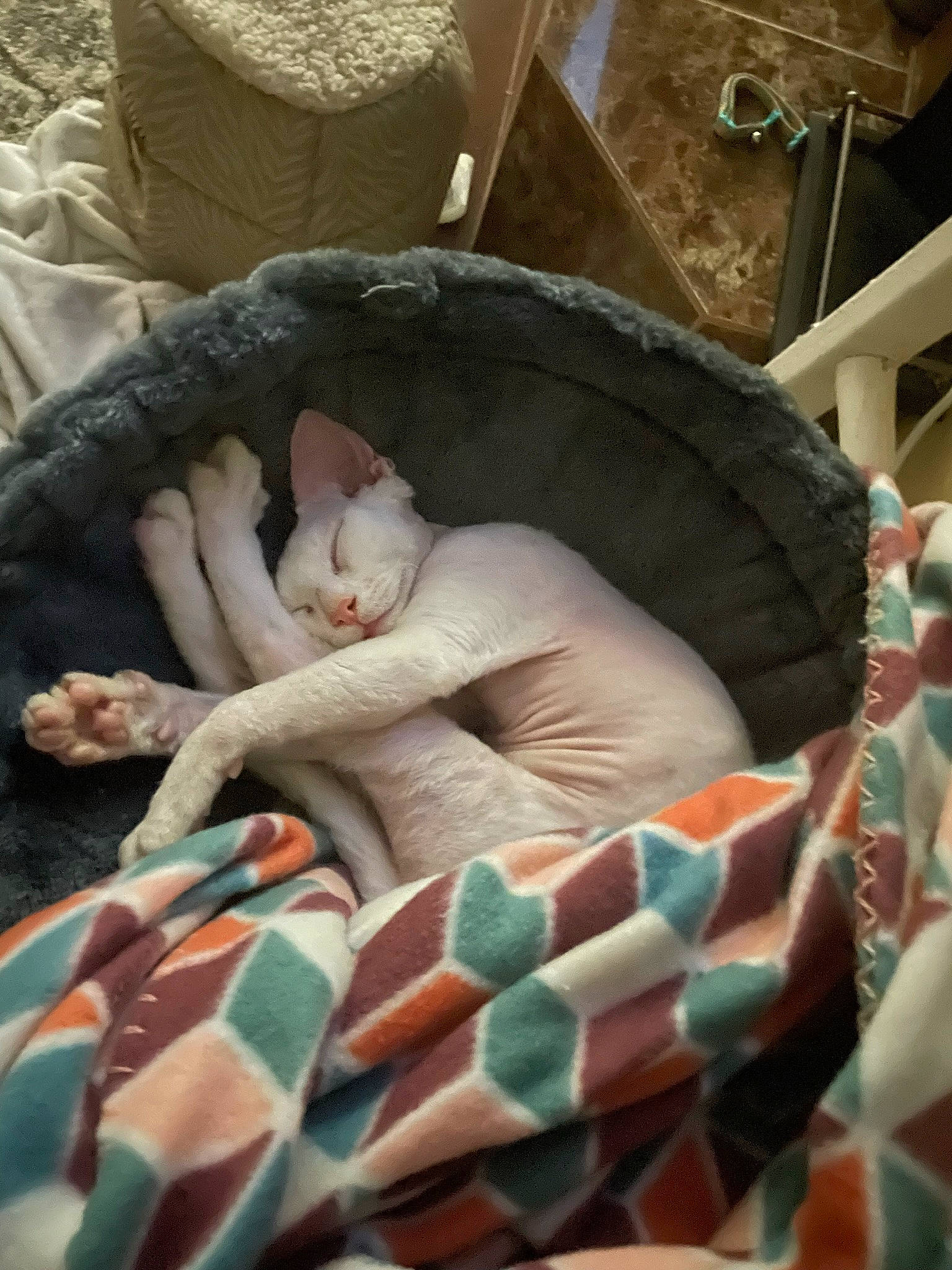 Dobby is registered to the contest to win money with this photo: blanket, canidae, carnivore, cat, cat_bed, cat_supply, comfort, companion_dog, domestic_short_haired_cat, felidae, fur, linens, nap, pattern, paw, room, small_to_medium_sized_cats, tail, whiskers, wood