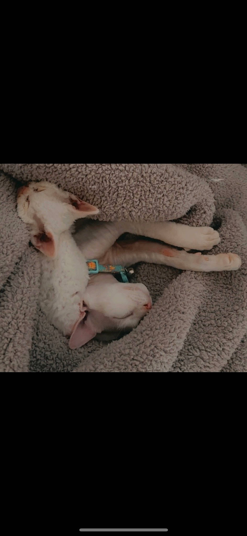 Dobby joined the competition — help win amazing prizes! canidae, comfort, companion_dog, dog_breed, dress, felidae, flesh, flooring, foot, fur, gesture, grey, human_leg, linens, paw, room, small_to_medium_sized_cats, tail, whiskers, wood