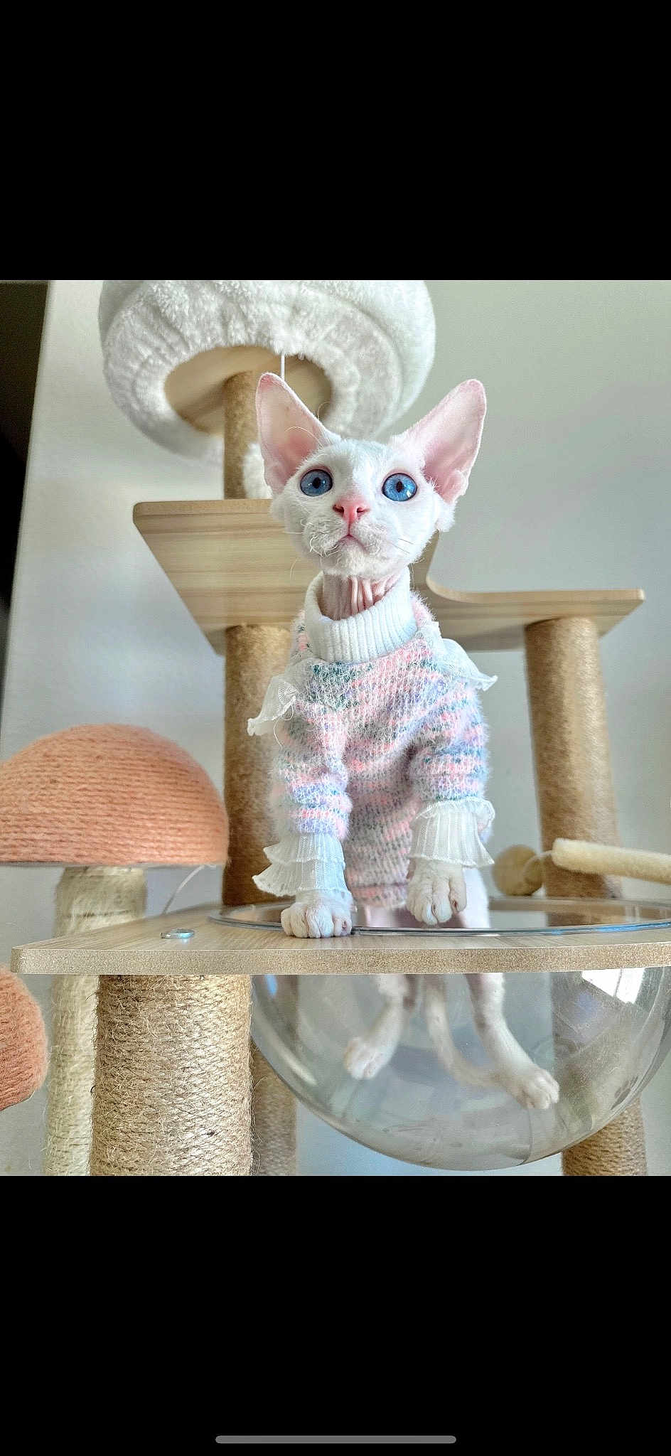 Dobby