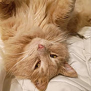 Puff is registered to the contest to win money with this photo: cat, orange_cat, fluffy, pet, lying_down, upside_down, whiskers, pink_nose, yellow_eyes, fur, cozy, blanket, indoor, relaxed, sleepy, closeup, animal, cute, resting, domestic_cat