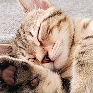 Groot a rejoint le concours — aidez-le/la à gagner de superbes lots ! cat, kitten, sleeping, close_up, tabby, paw, fur, cozy, blanket, pet, animal, cute, resting, indoor, soft, whiskers, ears, peaceful, domestic_cat, nap