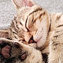 cat, kitten, sleeping, close_up, tabby, paw, fur, cozy, blanket, pet, animal, cute, resting, indoor, soft, whiskers, ears, peaceful, domestic_cat, nap