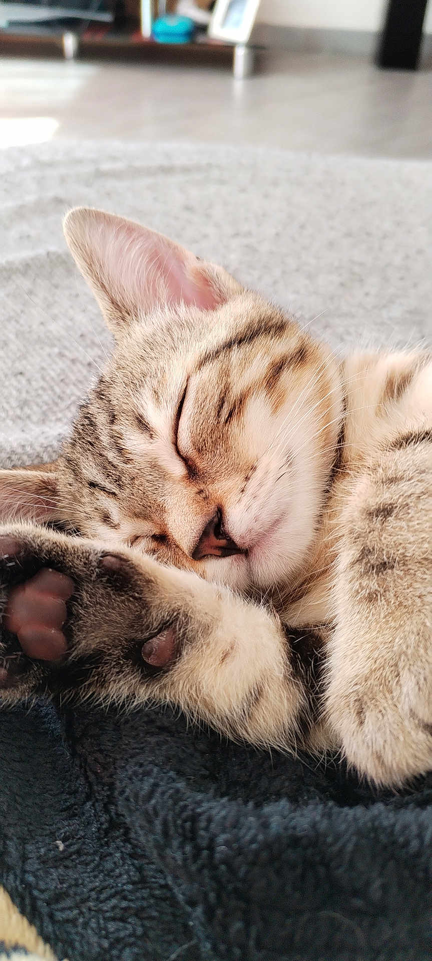 Groot a rejoint le concours — aidez-le/la à gagner de superbes lots ! cat, kitten, sleeping, close_up, tabby, paw, fur, cozy, blanket, pet, animal, cute, resting, indoor, soft, whiskers, ears, peaceful, domestic_cat, nap