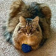 Skippy joined the competition — help win amazing prizes! cat, tabby, fluffy, pet, animal, carpet, toy, blue_toy, indoor, fur, whiskers, ears, eyes, cute, playful, sitting, looking, front_view, domestic_cat, feline