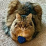 cat, tabby, fluffy, pet, animal, carpet, toy, blue_toy, indoor, fur, whiskers, ears, eyes, cute, playful, sitting, looking, front_view, domestic_cat, feline