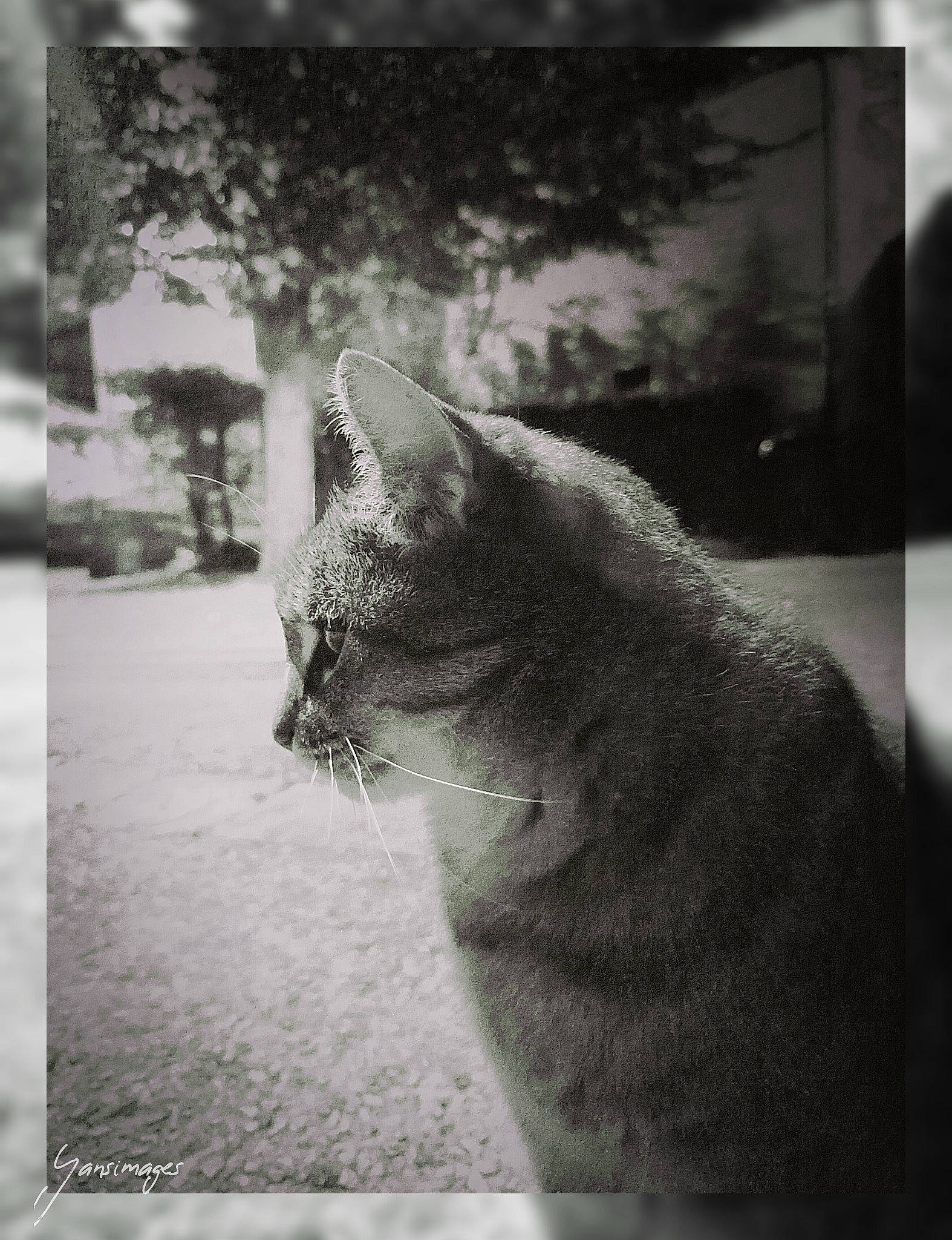 Gouti a rejoint le concours — aidez-le/la à gagner de superbes lots ! black_and_white, carnivore, cat, felidae, grass, grey, mammal, monochrome, monochrome_photography, plant, sky, small_to_medium_sized_cats, snout, style, tail, tints_and_shades, tree, vertebrate, whiskers, window
