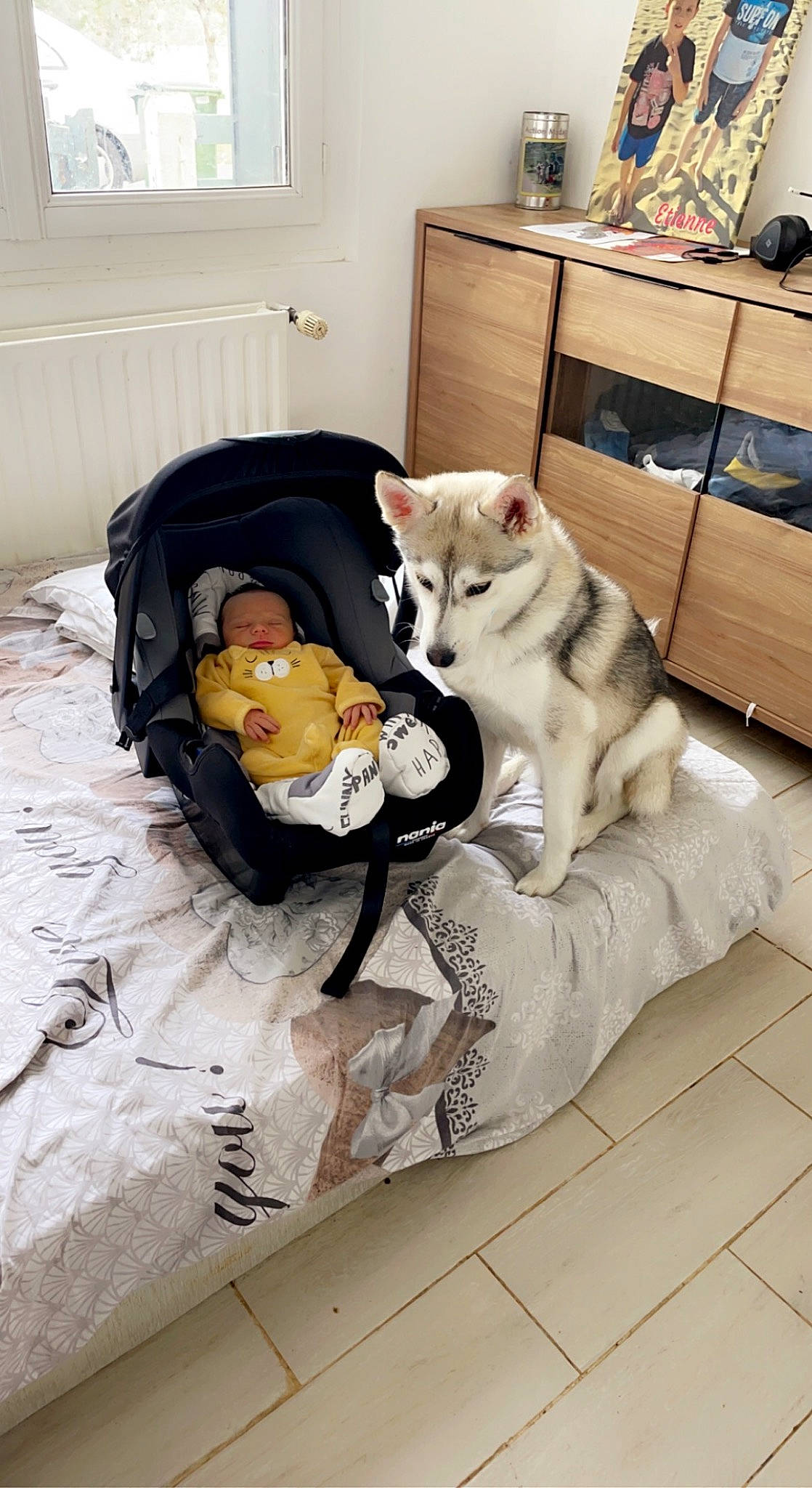 Sasha participe au concours pour gagner de l'argent avec cette photo : canidae, carnivore, chair, comfort, companion_dog, couch, dog, dog_breed, dog_supply, door, fawn, flooring, fur, hardwood, living_room, person, room, sporting_group, toy, window