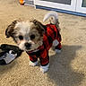 Buddy is registered to the contest to win money with this photo: animal, black, carpet, clothing, curious, cute, dog, floor, fluffy, indoor, mammal, onesie, pet, puppy, red, small, socks, standing, white, young