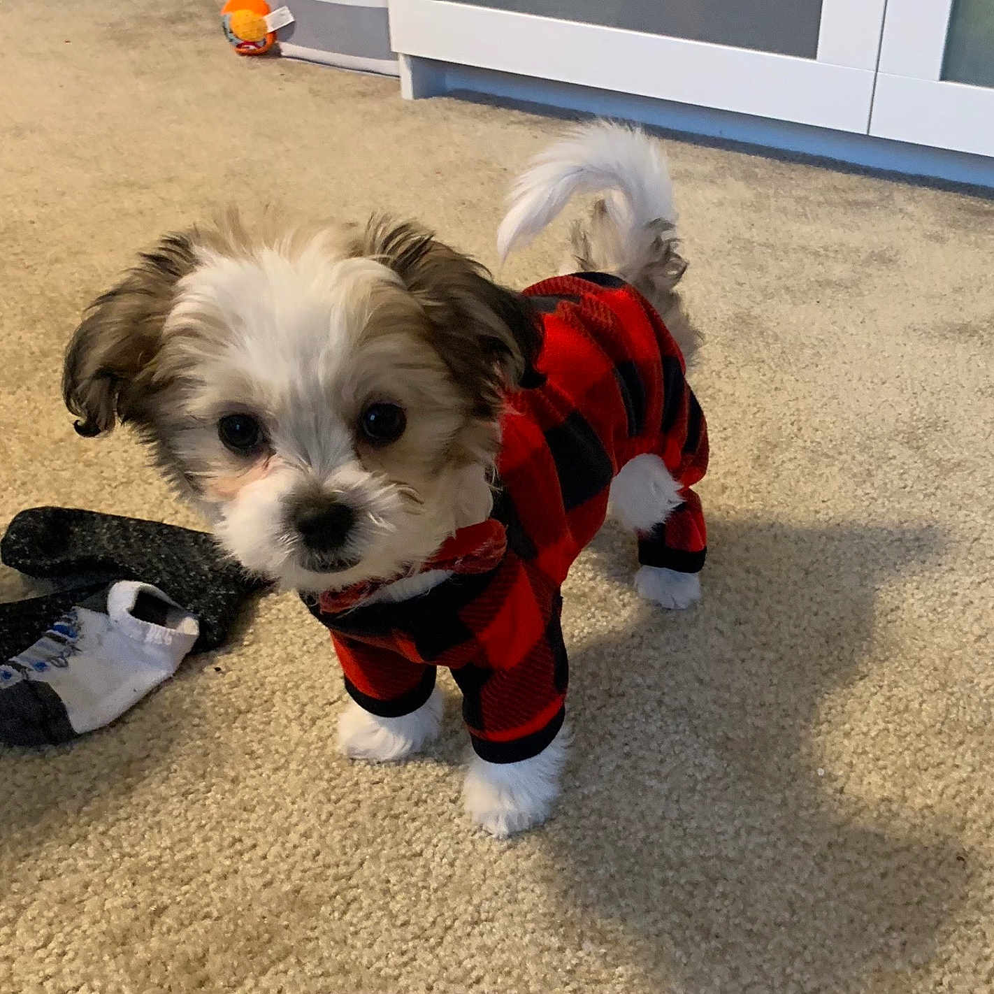 Buddy is registered to the contest to win money with this photo: animal, black, carpet, clothing, curious, cute, dog, floor, fluffy, indoor, mammal, onesie, pet, puppy, red, small, socks, standing, white, young