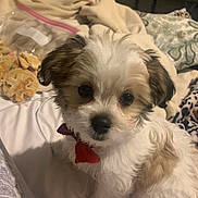 Buddy is registered to the contest to win money with this photo: animal, bed, blanket, bow, brown_fur, cozy, curious, cute, dog, domestic, fluffy, fur, indoor, looking, pet, puppy, small_dog, snacks, white_fur, young_dog